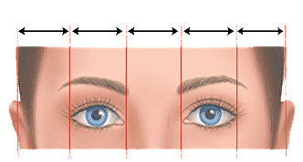 Facial proportions and eye placement illustration.