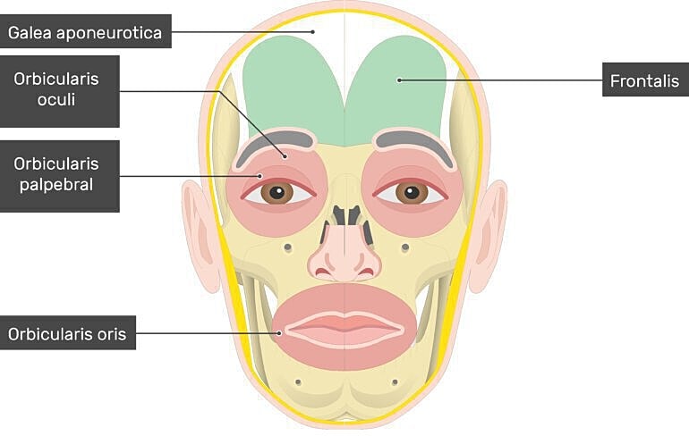 Diagram of facial muscles and anatomy labels.
