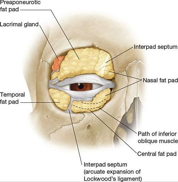 Anatomy diagram of the human eye and surrounding structures.