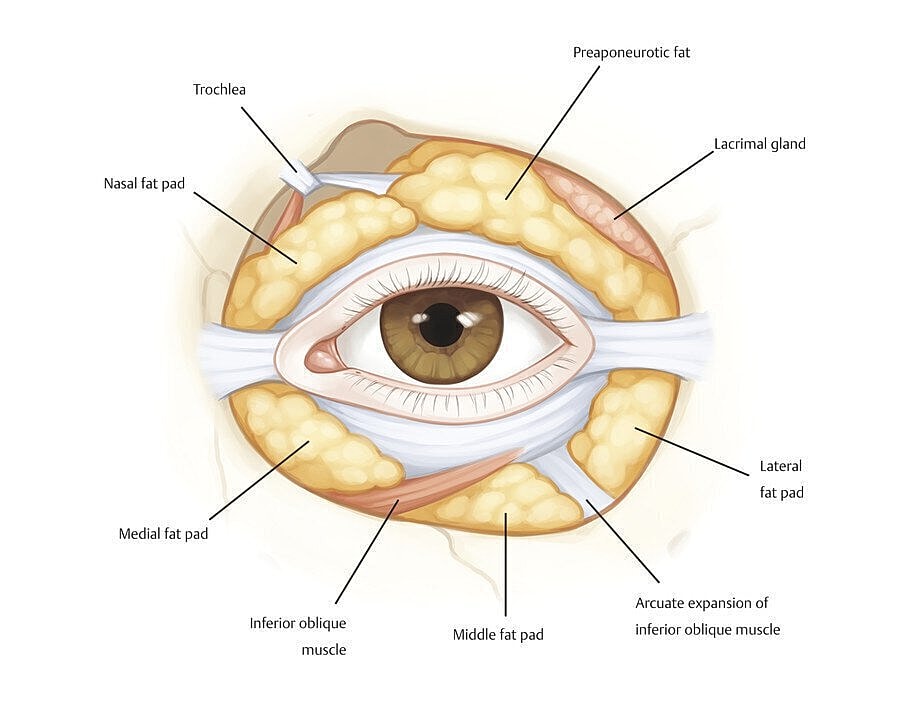 Anatomy of the human eye and surrounding structures.